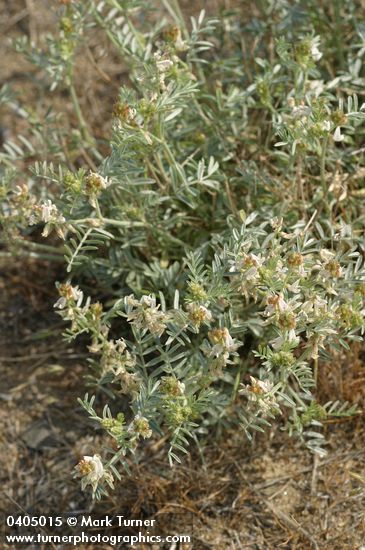 Astragalus caricinus