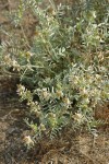 Buckwheat Milkvetch