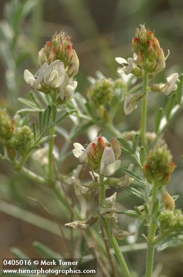 Astragalus caricinus