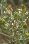 Buckwheat Milkvetch blossoms & foliage