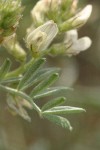 Buckwheat Milkvetch blossoms & foliage detail