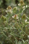 Buckwheat Milkvetch blossoms & foliage