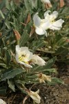 Tufted Evening Primrose