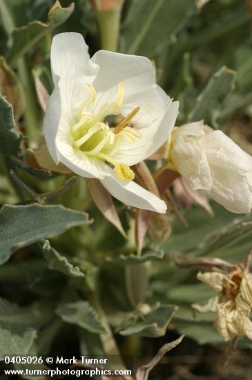 Oenothera caespitosa