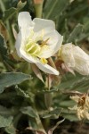 Tufted Evening Primrose blossom & foliage detail