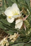 Tufted Evening Primrose blossom & foliage detail