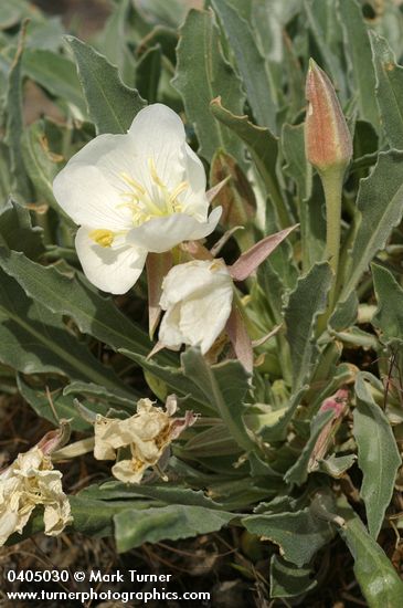 Oenothera caespitosa