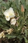 Tufted Evening Primrose blossom & foliage detail