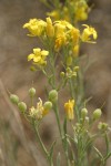 Douglas' Bladder Pod blossoms