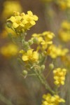 Douglas' Bladder Pod blossoms & immature fruit