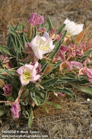 Oenothera caespitosa