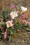 Tufted Evening Primrose