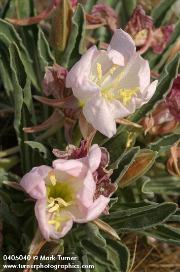 Oenothera caespitosa