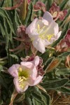 Tufted Evening Primrose blossoms & foliage