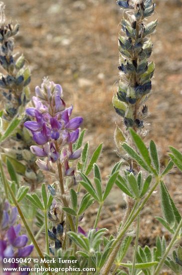 Lupinus aridus ssp. aridus (L. lepidus var. aridus)