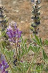 Dry-ground Lupine blossoms, foliage, immature fruit