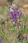 Dry-ground Lupine blossoms & foliage