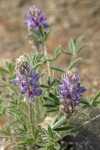 Dry-ground Lupine blossoms & foliage