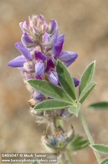 Lupinus aridus ssp. aridus (L. lepidus var. aridus)