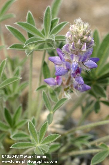 Lupinus aridus ssp. aridus (L. lepidus var. aridus)