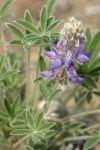 Dry-ground Lupine blossoms & foliage detail