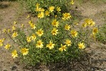 Cusick's Sunflower