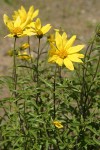 Cusick's Sunflower blossoms & foliage