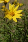 Cusick's Sunflower blossom & foliage