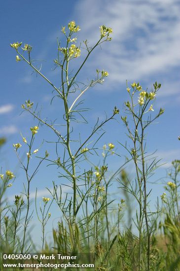 Sisymbrium altissimum