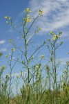 Tumbling Mustard low angle against blue sky