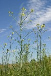 Tumbling Mustard low angle against blue sky