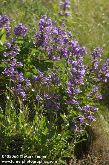 Penstemon glandulosus