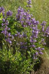 Sticky-stem Penstemon