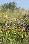 Sticky-stem Penstemon w/ Carey's Balsamroot