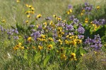 Sticky-stem Penstemon w/ Carey's Balsamroot