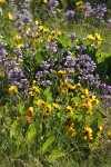 Sticky-stem Penstemon w/ Carey's Balsamroot