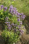 Sticky-stem Penstemon