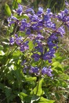 Sticky-stem Penstemon