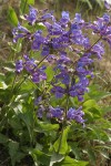 Sticky-stem Penstemon