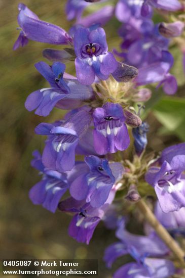 Penstemon glandulosus