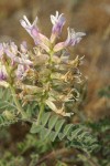 Columbia Milk Vetch blossoms & foliage