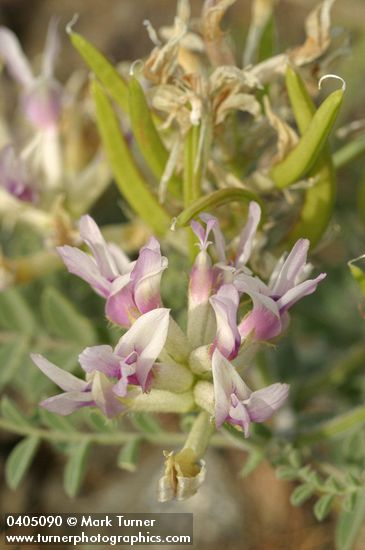 Astragalus succumbens