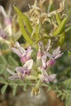 Columbia Milk Vetch blossoms, immature fruit & foliage