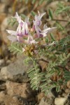 Columbia Milk Vetch