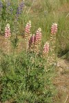 Pink form Bingen Lupine