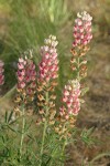 Pink form Bingen Lupine blossoms