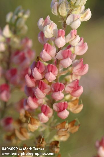 Lupinus bingenensis var. subsaccatus (L. sulphureus var. subsaccatus)