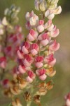 Pink form Bingen Lupine blossoms detail