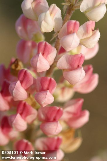 Lupinus bingenensis var. subsaccatus (L. sulphureus var. subsaccatus)