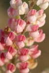 Pink form Bingen Lupine blossoms extreme detail